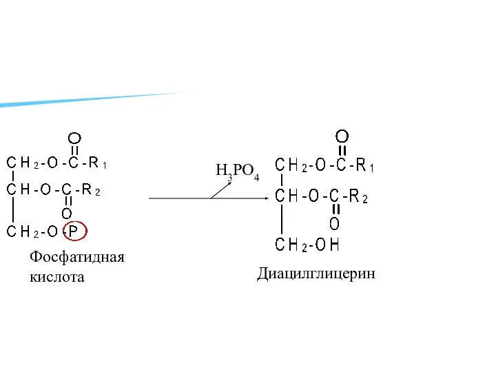 H3PO4 Диацилглицерин Фосфатидная кислота
