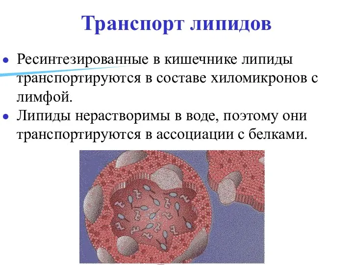 Транспорт липидов Ресинтезированные в кишечнике липиды транспортируются в составе хиломикронов с