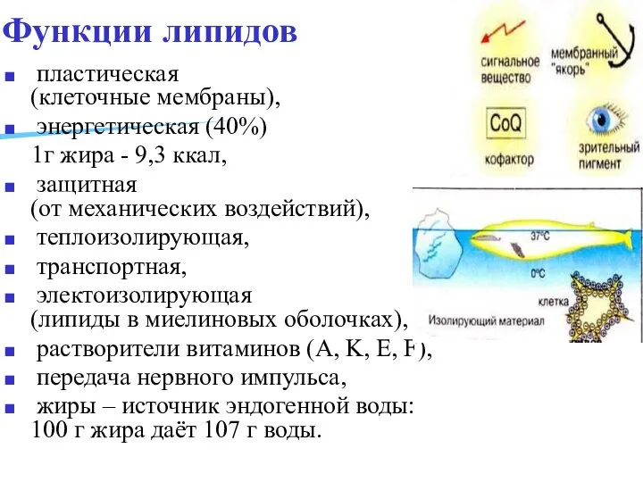 Функции липидов пластическая (клеточные мембраны), энергетическая (40%) 1г жира - 9,3