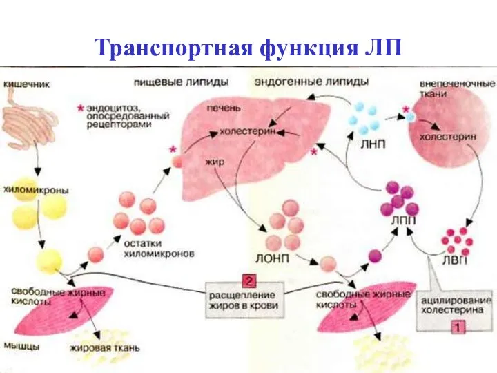 Транспортная функция ЛП