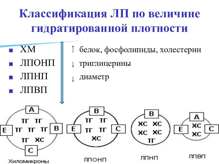 Классификация ЛП по величине гидратированной плотности ХМ белок, фосфолипиды, холестерин ЛПОНП триглицерины ЛПНП диаметр ЛПВП