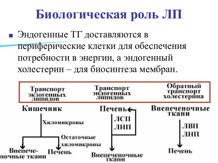 Биологическая роль ЛП Эндогенные ТГ доставляются в периферические клетки для обеспечения