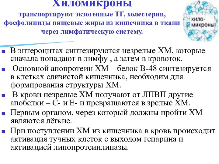 Хиломикроны транспортируют экзогенные ТГ, холестерин, фосфолипиды пищевые жиры из кишечника в