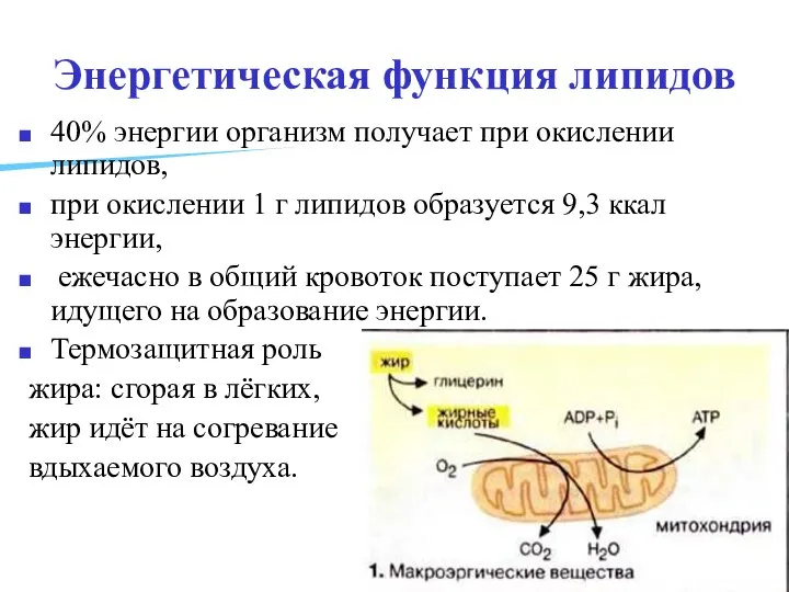 Энергетическая функция липидов 40% энергии организм получает при окислении липидов, при