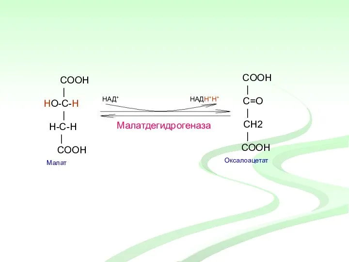 COOH | HO-C-H | H-С-H | COOH Малат COOH | C=O