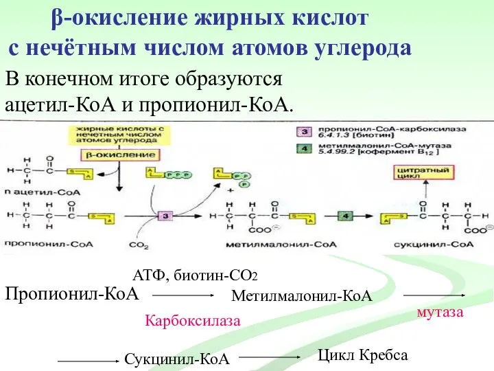 β-окисление жирных кислот с нечётным числом атомов углерода В конечном итоге