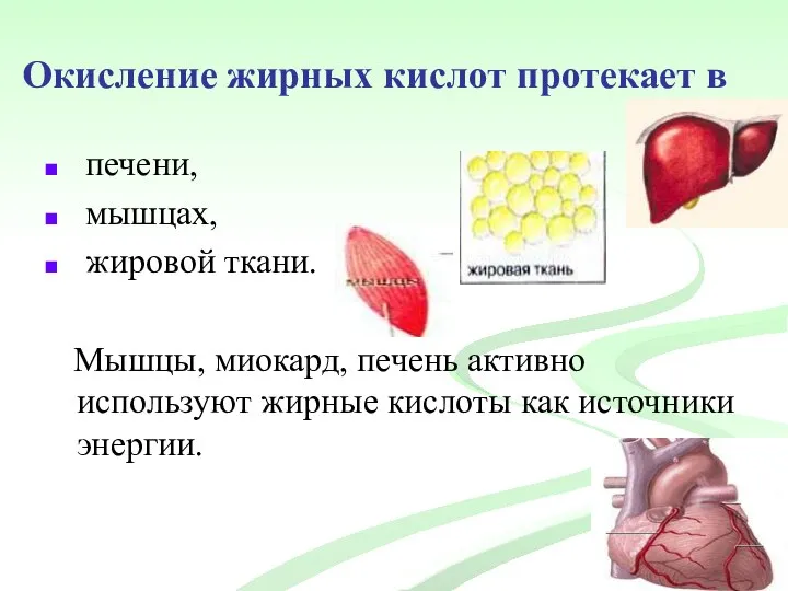 Окисление жирных кислот протекает в печени, мышцах, жировой ткани. Мышцы, миокард,