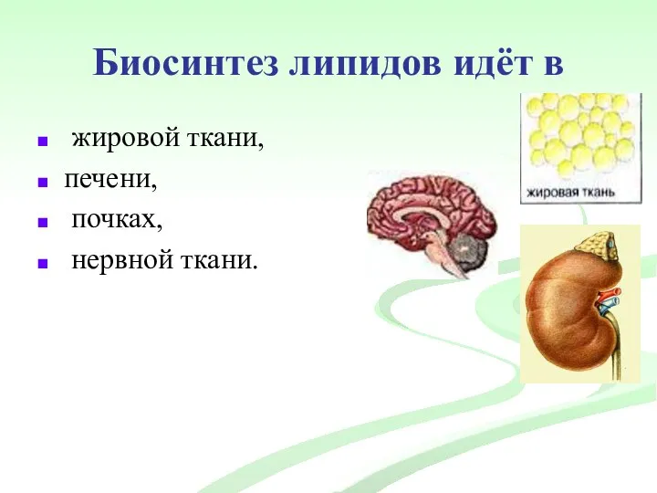 Биосинтез липидов идёт в жировой ткани, печени, почках, нервной ткани.