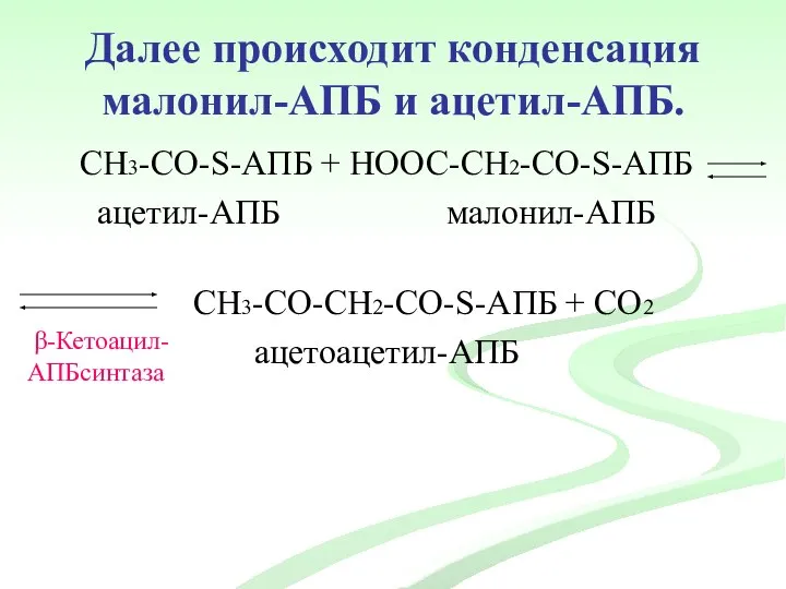 Далее происходит конденсация малонил-АПБ и ацетил-АПБ. СН3-CО-S-АПБ + НООС-СН2-CО-S-АПБ ацетил-АПБ малонил-АПБ