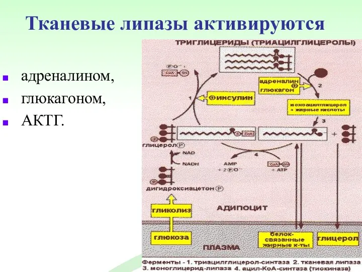 Тканевые липазы активируются адреналином, глюкагоном, АКТГ.