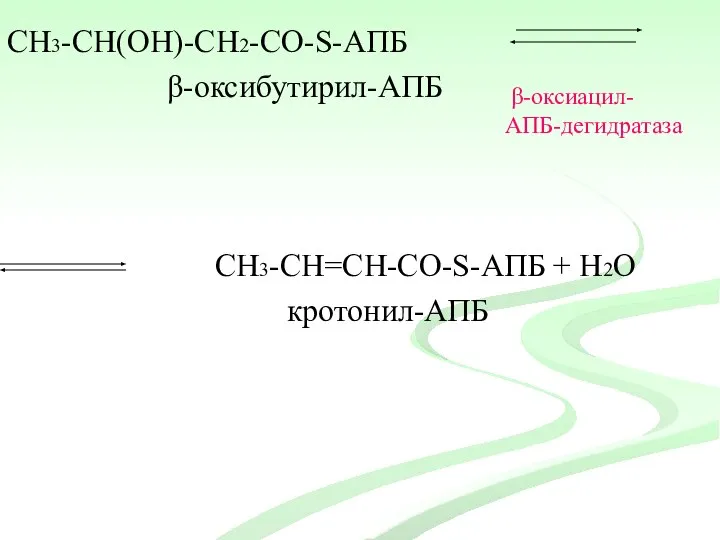 СН3-CH(ОH)-СН2-CО-S-АПБ β-оксибутирил-АПБ СН3-CH=СН-CО-S-АПБ + Н2О кротонил-АПБ β-оксиацил- АПБ-дегидратаза