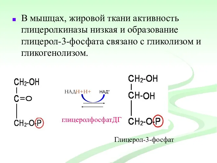 В мышцах, жировой ткани активность глицеролкиназы низкая и образование глицерол-3-фосфата связано