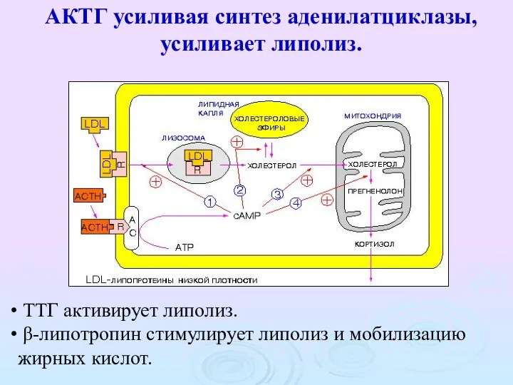 АКТГ усиливая синтез аденилатциклазы, усиливает липолиз. ТТГ активирует липолиз. β-липотропин стимулирует липолиз и мобилизацию жирных кислот.