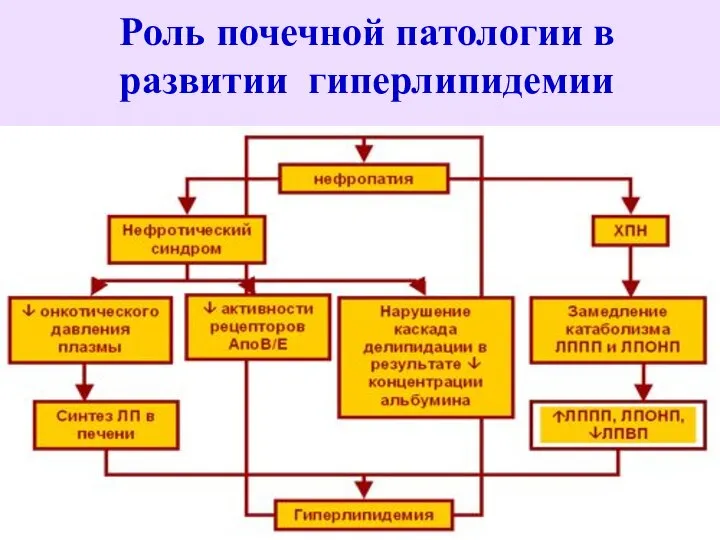 Роль почечной патологии в развитии гиперлипидемии