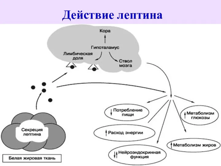 Действие лептина