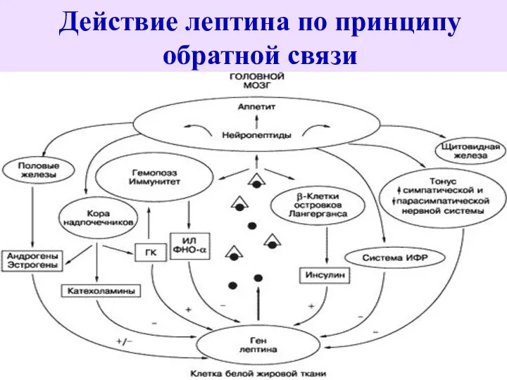 Действие лептина по принципу обратной связи