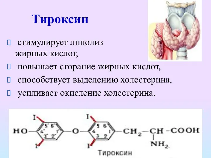 Тироксин стимулирует липолиз жирных кислот, повышает сгорание жирных кислот, способствует выделению холестерина, усиливает окисление холестерина.