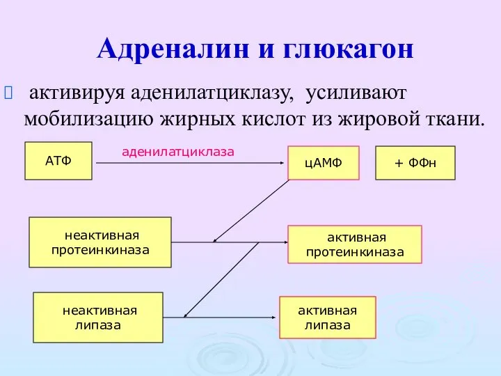 Адреналин и глюкагон активируя аденилатциклазу, усиливают мобилизацию жирных кислот из жировой