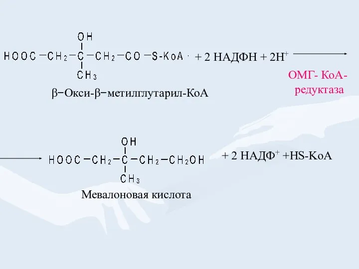 β−Окси-β−метилглутарил-КоА ОМГ- КоА- редуктаза + 2 НАДФН + 2Н+ Мевалоновая кислота + 2 НАДФ+ +HS-KoA