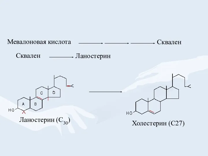 Мевалоновая кислота Сквален Сквален Ланостерин Ланостерин (С30) Холестерин (С27)