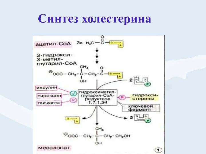 Синтез холестерина