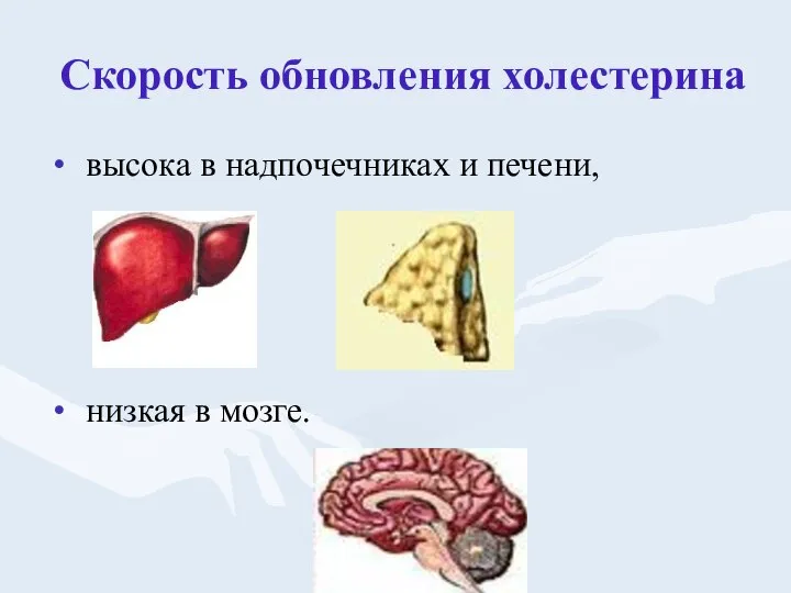 Скорость обновления холестерина высока в надпочечниках и печени, низкая в мозге.