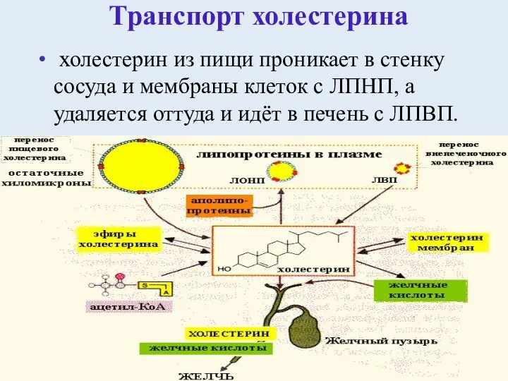 Транспорт холестерина холестерин из пищи проникает в стенку сосуда и мембраны