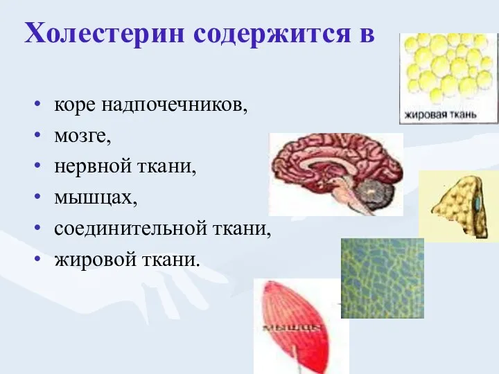 Холестерин содержится в коре надпочечников, мозге, нервной ткани, мышцах, соединительной ткани, жировой ткани.