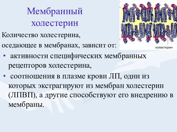 Мембранный холестерин Количество холестерина, оседающее в мембранах, зависит от: активности специфических