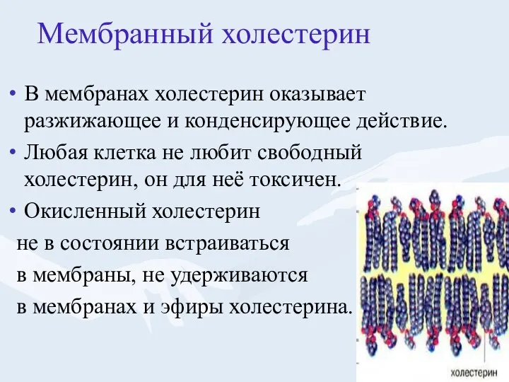 В мембранах холестерин оказывает разжижающее и конденсирующее действие. Любая клетка не