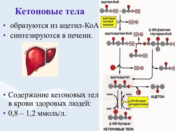 Кетоновые тела образуются из ацетил-КоА, синтезируются в печени. Содержание кетоновых тел