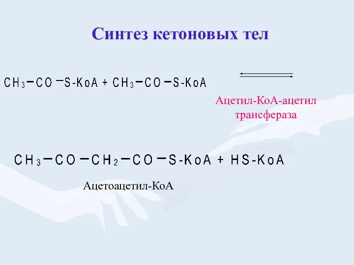 Синтез кетоновых тел Ацетил-КоА-ацетил трансфераза Ацетоацетил-КоА