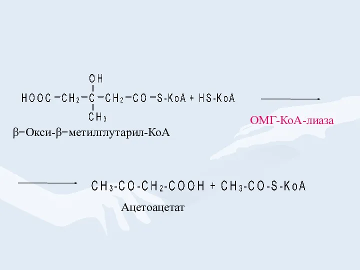 β−Окси-β−метилглутарил-КоА Ацетоацетат ОМГ-КоА-лиаза