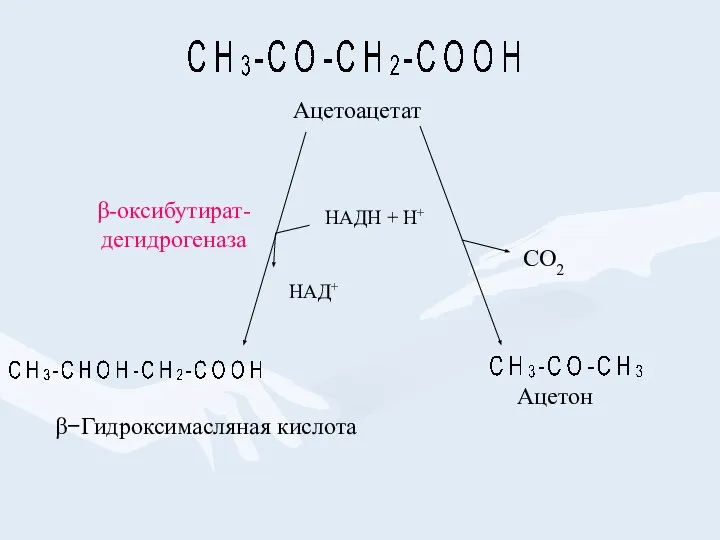 β-оксибутират- дегидрогеназа Ацетон β−Гидроксимасляная кислота СО2 НАДН + Н+ НАД+ Ацетоацетат