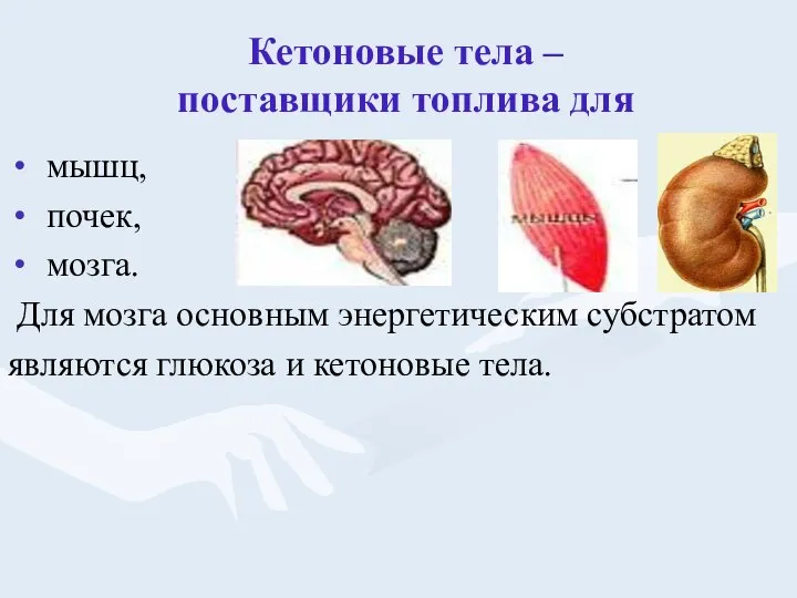 Кетоновые тела – поставщики топлива для мышц, почек, мозга. Для мозга