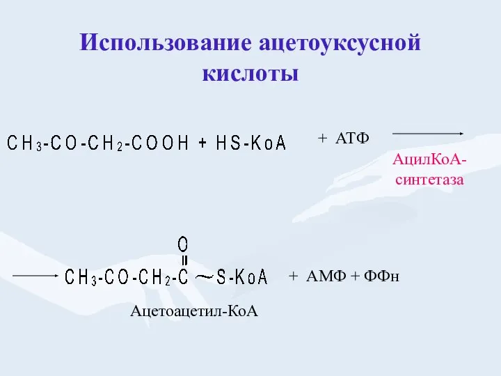 + АТФ + АМФ + ФФн Ацетоацетил-КоА АцилКоА- синтетаза Использование ацетоуксусной кислоты