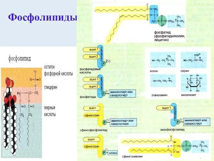 Фосфолипиды