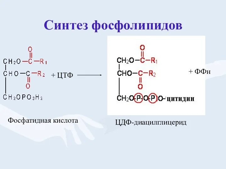 Синтез фосфолипидов + ЦТФ Фосфатидная кислота ЦДФ-диацилглицерид + ФФн