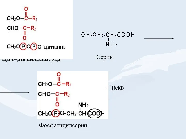 Серин ЦДФ-диацилглицерид Фосфатидилсерин + ЦМФ