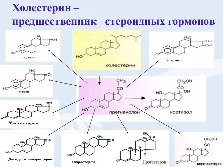 Холестерин – предшественник стероидных гормонов