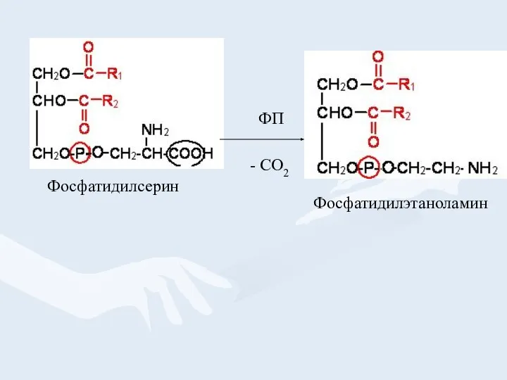 Фосфатидилсерин - СО2 ФП Фосфатидилэтаноламин