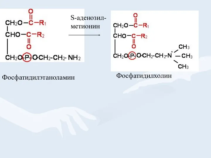 Фосфатидилэтаноламин Фосфатидилхолин S-аденозил- метионин