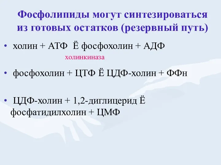 Фосфолипиды могут синтезироваться из готовых остатков (резервный путь) холин + АТФ