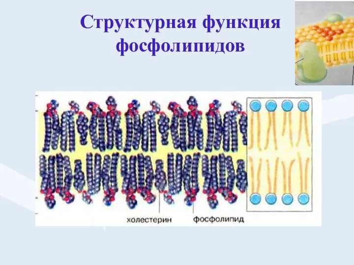 Структурная функция фосфолипидов