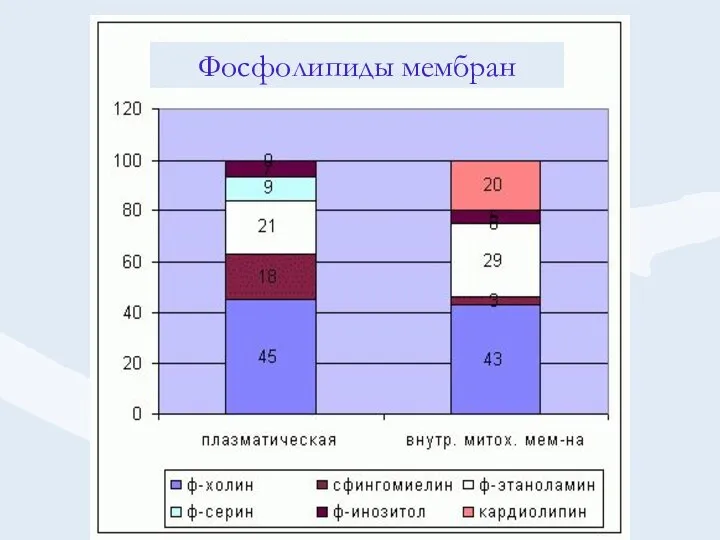 Фосфолипиды мембран