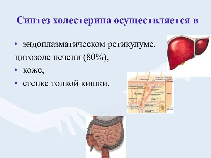 Синтез холестерина осуществляется в эндоплазматическом ретикулуме, цитозоле печени (80%), коже, стенке тонкой кишки.