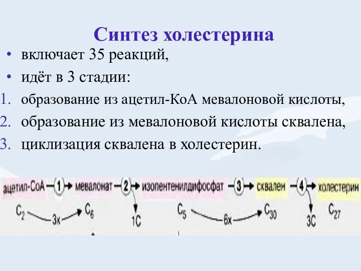 Синтез холестерина включает 35 реакций, идёт в 3 стадии: образование из