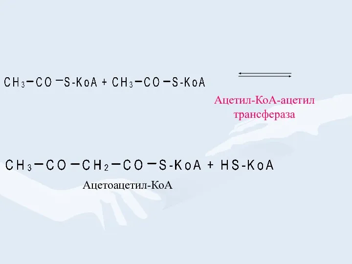 Ацетил-КоА-ацетил трансфераза Ацетоацетил-КоА