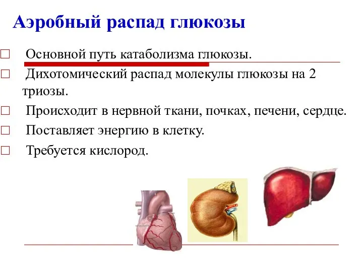 Аэробный распад глюкозы Основной путь катаболизма глюкозы. Дихотомический распад молекулы глюкозы