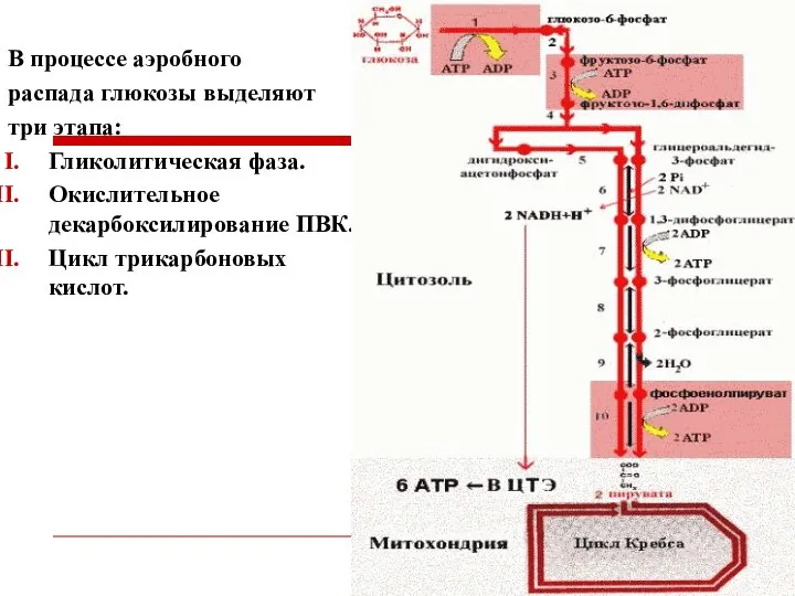 В процессе аэробного распада глюкозы выделяют три этапа: Гликолитическая фаза. Окислительное декарбоксилирование ПВК. Цикл трикарбоновых кислот.